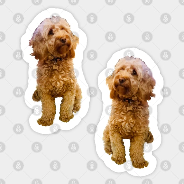 Cavapoo Cavoodle puppy pattern- cute cavalier king charles spaniel Sticker by Artonmytee